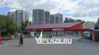 Весь город – под бензопилу? Пензенцы бьют тревогу из-за массовой гибели деревьев