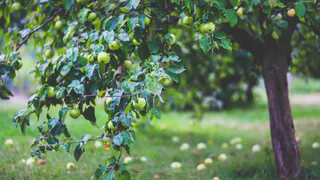 Яблочный Спас 19 августа: что нужно сделать перед праздником, чтобы не навлечь горе