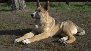 Дай лапку: Смурфик, Грэй и Кнопа ищут хозяев