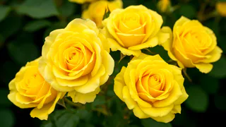 До начала цветения розам — обязательно: 10 граммов на стакан воды — и бутонов больше, чем песка в речке