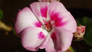 Как правильно подкормить герань зимой: советы агронома Елены Николаевой