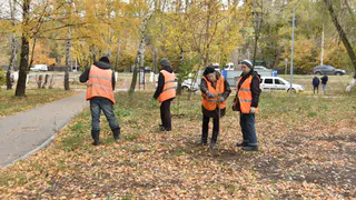 На Севастопольской аллее Рязани высадили акации