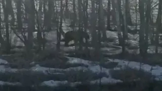 Под Магнитогорском жители поселка увидели медведя, гулявшего в лесополосе 