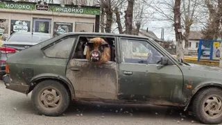 На рязанских дорогах заметили авто со свиньей в салоне