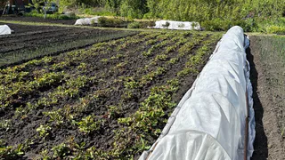 Теперь за картошку на даче выпишут штраф. Новое правило уже до 1 августа. Люди лишились дара речи из-за нового правила