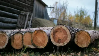 Республика Коми наращивает экспорт лесопродукции: 823 тысячи кубометров за полгода