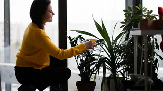 Универсальное применение пищевой соды в садоводстве