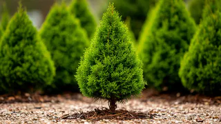 100 гр. под дерево — и туя пышнее дикобраза: хвоя больше не будет осыпаться и желтеть