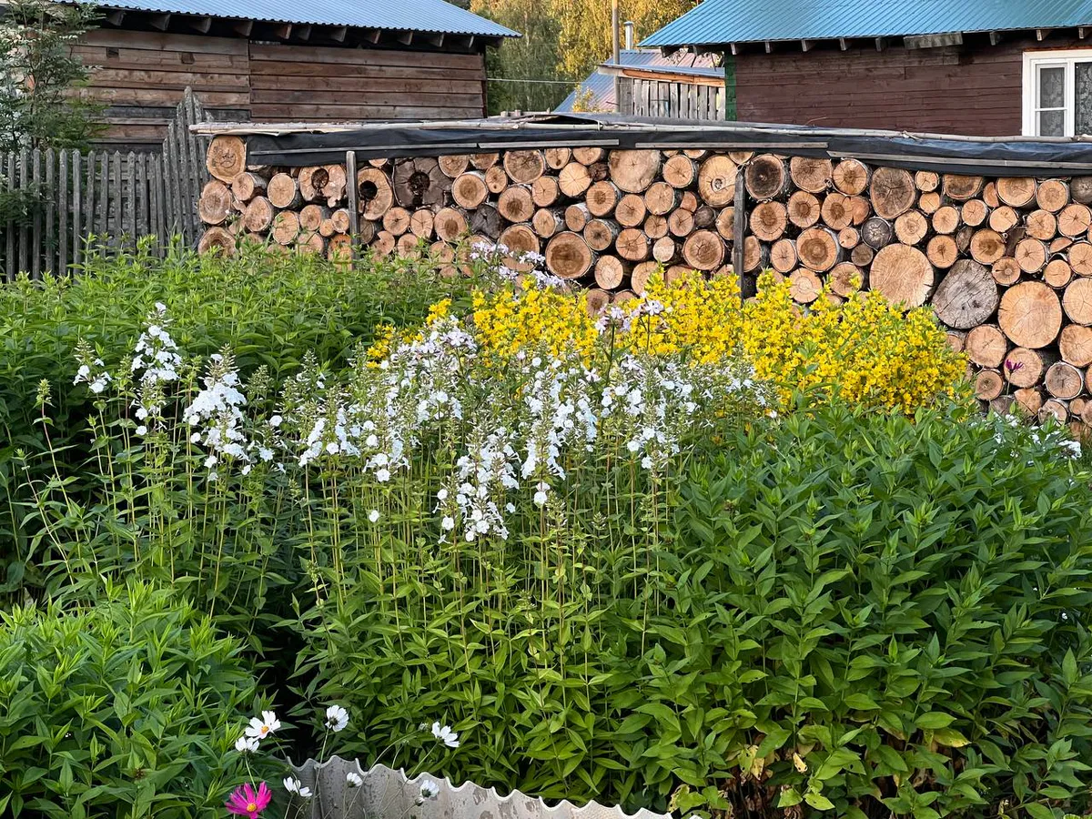 Сажаю эти цветы в августе — клумба пылает до декабря! Секретный набор морозостойких растений, переживут даже снегопады