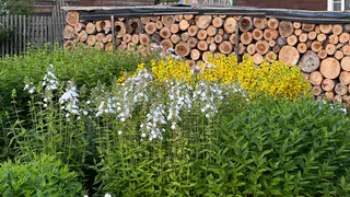 Сажаю эти цветы в августе — клумба пылает до декабря! Секретный набор морозостойких растений, переживут даже снегопады