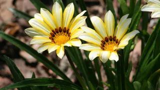 Этот чудесный многолетник радует цветением все лето без перерыва: будете любоваться до самых холодов