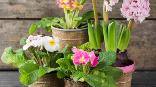 Добавьте одну крошку в горшок — и бутоны герани полезут даже на молодых черенках, а листва не пожелтеет