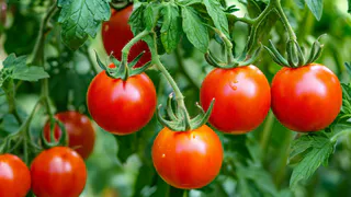 Не сорт, а золото: этот низкорослый томат плодоносит без перерыва — с 3 кустов урожай, как с грядки