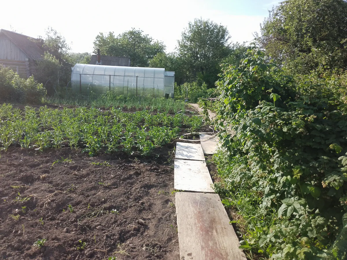 Земля в теплице будет плодородной и мягкой, как облачко: что добавить в почву в сентябре после сбора урожая