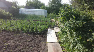 Земля в теплице будет плодородной и мягкой, как облачко: что добавить в почву в сентябре после сбора урожая