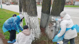 В Пензе в рамках субботника побелили деревья и убрали мусор