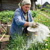 От пырея и одуванчиков не останется и корешка - эффект за 1 применение: как обычная известь избавит от злостных сорняков на участке