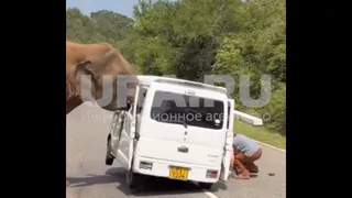 Дикий слон напал на автомобиль с туристами из Казани на Шри‑Ланке