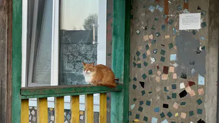 Забыла про магазинные корма: делаю кошке тефтельки на месяц вперед — ветеринар одобрил этот бюджетный лайфхак