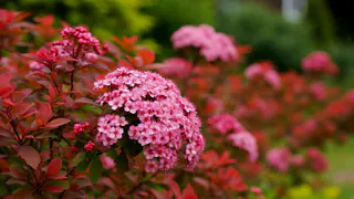 Цветут даже на камнях: 11 многолетников и кустарников, которые отлично чувствуют себя на бедных и сухих почвах