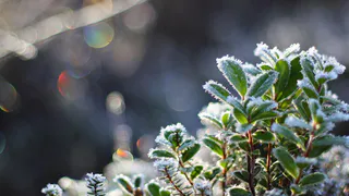 В Нижнекамске ожидаются заморозки