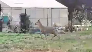 Минутка милоты: Канищевский Бемби попал на видео