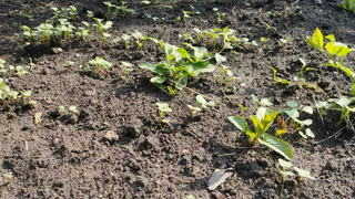 Прополка больше не нужна — эти растения сами вытесняют сорняки