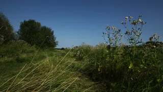 Прогноз синоптиков – бояться ли рязанцам повторения московского урагана?