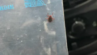 Рязанцев предупредили о трех инфекциях из-за клещей