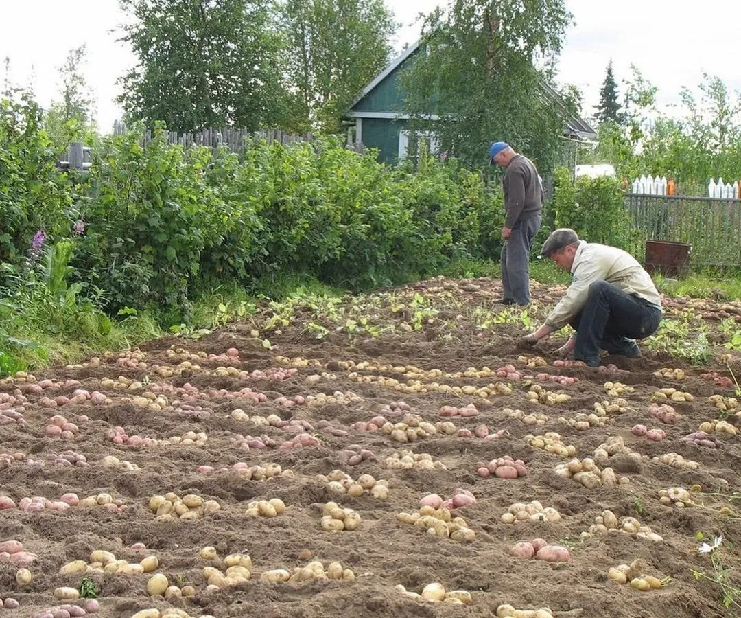Лучше сидератов и навоза: В сентябре добавляю это в почву — и даже тяжелая земля становится пышной и плодородной