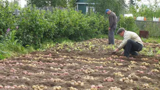 Лучше сидератов и навоза: В сентябре добавляю это в почву — и даже тяжелая земля становится пышной и плодородной