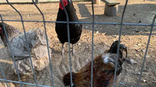 Вши и блохи с кур убегут роняя штаны: закидываем 3 ветки в курятник — и несушки больше не лысеют