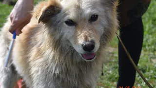 Рязанский Хатико ждал своего хозяина несколько месяцев, не покидая трассу