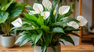 Секрет пышного спатифиллума: одна процедура, после которой он выбросит десяток цветов. Главное - не бояться ее сделать