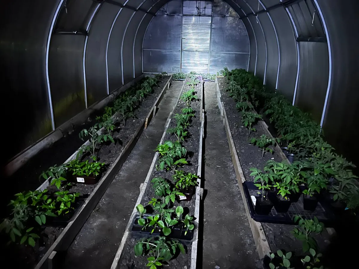 Рассаде в апреле — в первую очередь: 1/2 ложки на 1 литр — и помидоры с перцами окрепнут на глазах, станут мощнее дуба