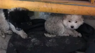 Двух изможденных щенков нашли в аэропорту Брянск