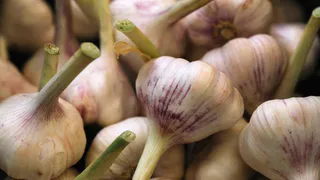 При высоте перьев в 5-10 см чесноку — непременно: 2 ложки в лейку — и головки размером с кулак