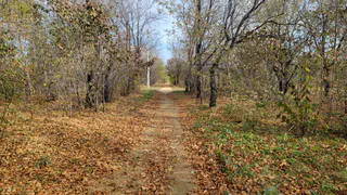 Погода в Челябинской области 9 октября: осеннее солнце и утренние туманы