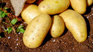 Сажаю картошку в день Бориса и Глеба Сеятелей — и собираю царский урожай: 7 народных примет 