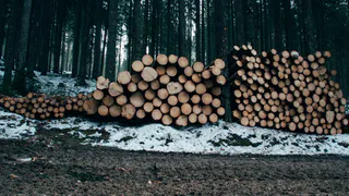 Россельхознадзор остановил опасных вредителей по пути в Азербайджан из Коми