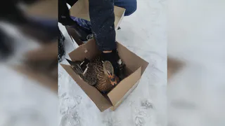 На Соловьином пруду во Владимире спасли утку, которая не смогла улететь