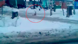 Рязанец снял на видео бесстрашную лису