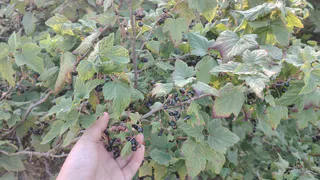 Этот "сорняк" под кустами смородины — не враг, а друг. Почему его специально сажают в питомниках