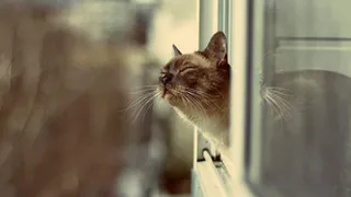 Брянцам на завтра прогнозируют 25 градусов тепла