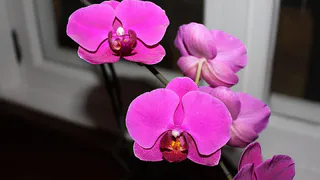 Орхидея цветет пуще прежнего и выдает по 10 бутонов в день