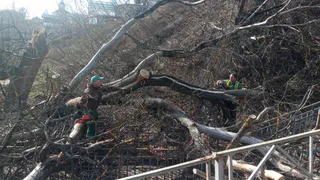 Во Владимире сильный ветер повалил деревья