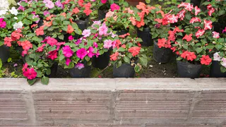 Вытеснит из топа петунию: эффектный цветок-компаньон — «стойкий оловянный солдатик» с цветением до октября