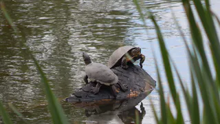 Черепахи из Черезовских прудов выжили после выброса химикатов