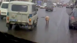 Полицейский автомобиль, сопровождающий поросенка по рязанским улицам, попал на видео