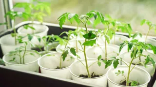 Рассада томатов точно будет здоровой: растворите в литре воды 2 ингредиента из кухни и полейте